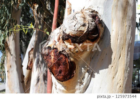 The birch mushroom is called chaga and grows on the trunk of a tree. 125973544