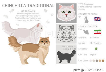 Chinchilla Persian Cat longhaired clipart. Traditional classic type persian cat. All coat colors set. All cat breeds characteristics infographic Chinchilla Persian Cat longhaired clipart. Traditional classic type persian cat. All coat colors set. All cat breeds characteristics infographic 125973545