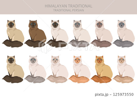 Himalayan Persian Cat longhaired clipart. Traditional classic type persian cat. All coat colors set.  All cat breeds characteristics infographic 125973550