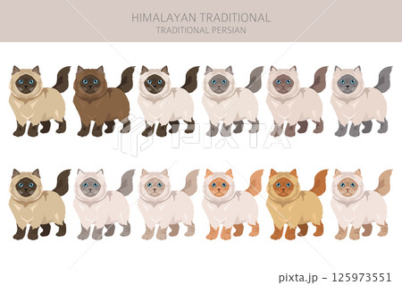 Himalayan Persian Cat longhaired clipart. Traditional classic type persian cat. All coat colors set. All cat breeds characteristics infographic Himalayan Persian Cat longhaired clipart. Traditional classic type persian cat. All coat colors set. All cat breeds characteristics infographic 125973551