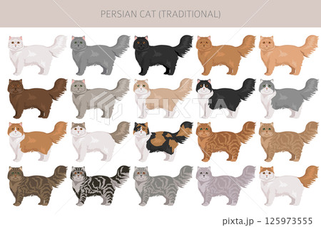 Persian Cat longhaired clipart. Traditional classic type persian cat. All coat colors set.  All cat breeds characteristics infographic 125973555