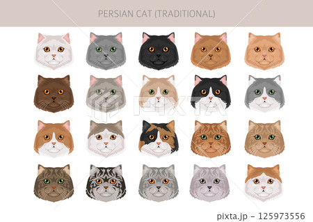 Persian Cat longhaired clipart. Traditional classic type persian cat. All coat colors set.  All cat breeds characteristics infographic 125973556