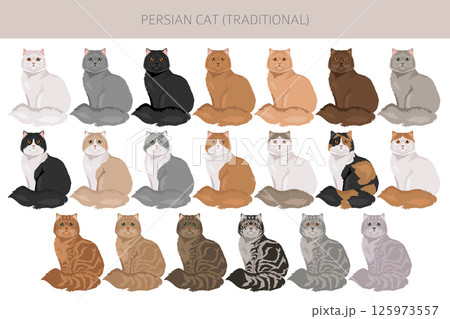 Persian Cat longhaired clipart. Traditional classic type persian cat. All coat colors set.  All cat breeds characteristics infographic 125973557