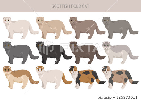 Scottish Fold Cat clipart. All coat colors set.  All cat breeds characteristics infographic 125973611