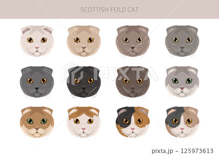 Scottish Fold Cat clipart. All coat colors set. All cat breeds characteristics infographic Scottish Fold Cat clipart. All coat colors set. All cat breeds characteristics infographic 125973613