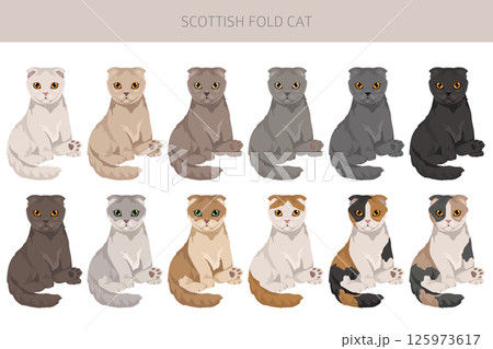 Scottish Fold Cat clipart. All coat colors set.  All cat breeds characteristics infographic 125973617