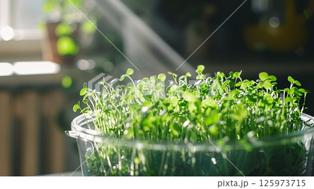 Sunlight illuminates a glass container filled with vibrant, freshly sprouted microgreens, showcasing their delicate green leaves in a home setting Sunlight illuminates a glass container filled with vibrant, freshly sprouted microgreens, showcasing their delicate green leaves in a home setting 125973715