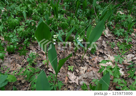 Wildflowers Blooming in a Meadow Wildflowers Blooming in a Meadow 125973800