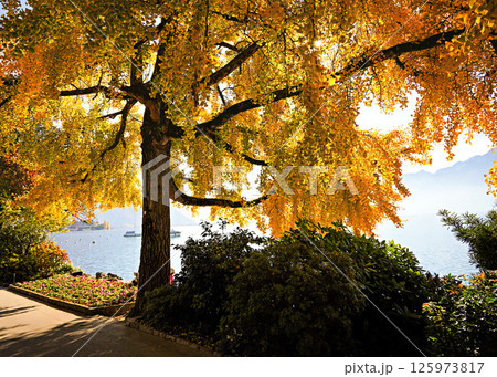 Beautiful Montreux city park in Switzerland Beautiful Montreux city park in Switzerland 125973817