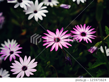 Beautiful white and pink daisies flowers in the garden. Beautiful natural background. 125973824