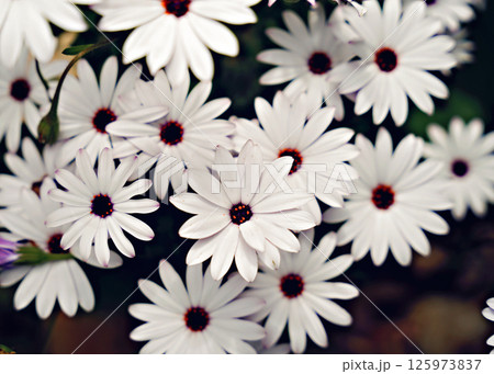 Beautiful white and pink daisies flowers in the garden. Beautiful natural background. 125973837