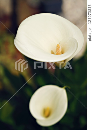 Beautiful white Giant Calla Lily flowers in the garden. Perfect natural background. Beautiful white Giant Calla Lily flowers in the garden. Perfect natural background. 125973838