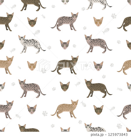 Kanaani Cat seamless pattern. All coat colors set.  All cat breeds characteristics infographic Kanaani Cat seamless pattern. All coat colors set.  All cat breeds characteristics infographic 125973843