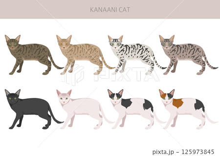 Kanaani Cat clipart. All coat colors set.  All cat breeds characteristics infographic 125973845