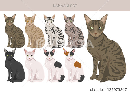 Kanaani Cat clipart. All coat colors set.  All cat breeds characteristics infographic Kanaani Cat clipart. All coat colors set.  All cat breeds characteristics infographic 125973847