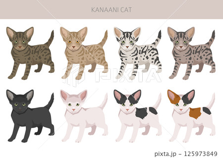 Kanaani Cat clipart. All coat colors set.  All cat breeds characteristics infographic Kanaani Cat clipart. All coat colors set.  All cat breeds characteristics infographic 125973849