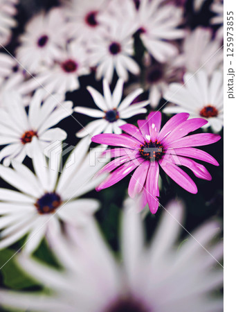 Beautiful white and pink daisies flowers in the garden. Beautiful natural background. 125973855