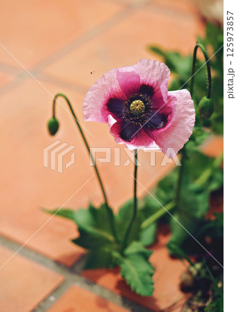 Closeup Purple Poppy Flower In Bloom In Spring, Closeup Purple Poppy Flower In Bloom In Spring, 125973857
