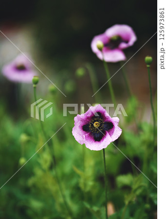 Closeup Purple Poppy Flower In Bloom In Spring, 125973861