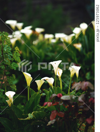 Glorious white Giant Calla Lily flowers in the garden. Beautiful natural background. 125973862