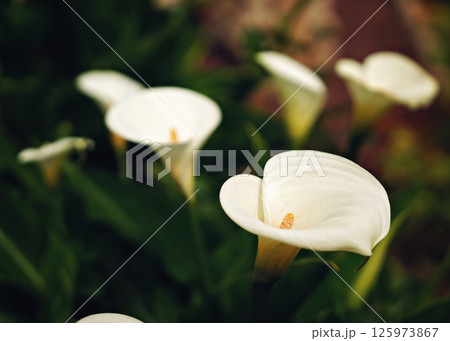 Beautiful white Giant Calla Lily flowers in the garden. Perfect natural background. 125973867