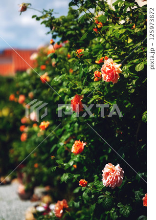 Beautiful flower garden. The garden is filled with various types and colors of flowers that are in full bloom. Beautiful flower garden. The garden is filled with various types and colors of flowers that are in full bloom. 125973872