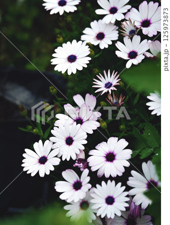 Beautiful white daisies flowers in the garden. Beautiful natural background. Beautiful white daisies flowers in the garden. Beautiful natural background. 125973873