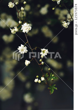 small white roses beautiful spring texture in the garden 125973874