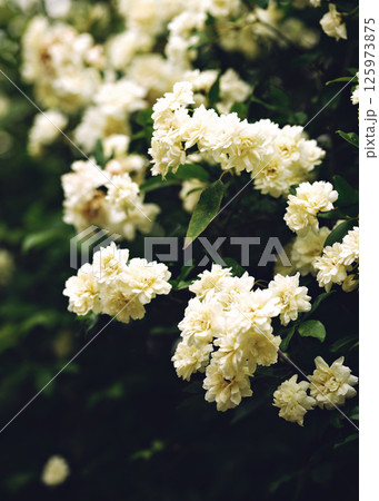 small white roses beautiful spring texture in the garden 125973875