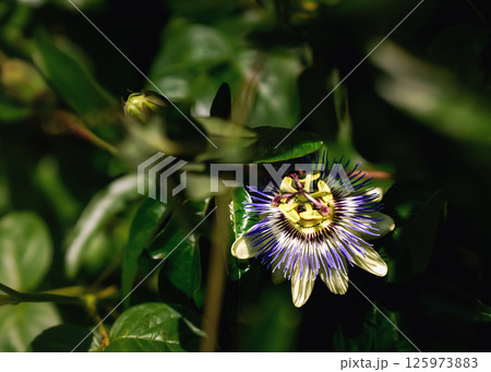 Beautiful flower garden. The garden is filled with various types and colors of flowers that are in full bloom.  125973883