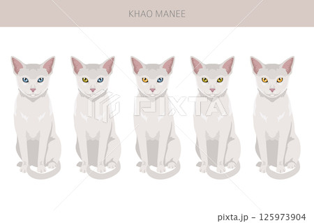 Khao Manee Cat clipart. All coat colors set. All cat breeds characteristics infographic Khao Manee Cat clipart. All coat colors set. All cat breeds characteristics infographic 125973904