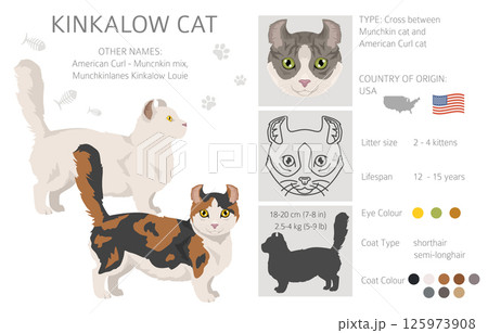 Kinkalow Cat clipart. All coat colors set.  All cat breeds characteristics infographic 125973908