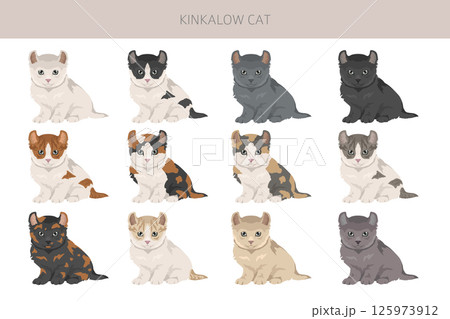 Kinkalow Cat clipart. All coat colors set. All cat breeds characteristics infographic Kinkalow Cat clipart. All coat colors set. All cat breeds characteristics infographic 125973912