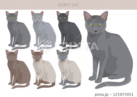 Korat Cat clipart. All coat colors set.  All cat breeds characteristics infographic 125973931