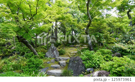 新緑に包まれた石 125973961