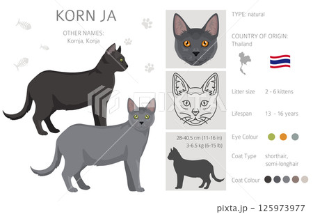 Korn Ja Cat clipart. All coat colors set.  All cat breeds characteristics infographic 125973977