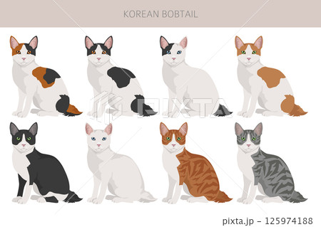 Korean Bobtail Cat clipart. All coat colors set.  All cat breeds characteristics infographi 125974188