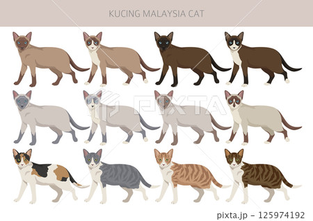Kucing Malaysia cat clipart. All coat colors set.  All cat breeds characteristics infographic 125974192