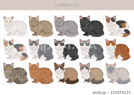 Lambkin Cat clipart. All coat colors set.  All cat breeds characteristics infographic 125974215