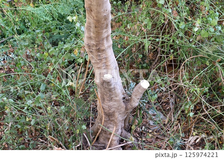 Tree pruning in a city park in Israel. Tree pruning in a city park in Israel. 125974221