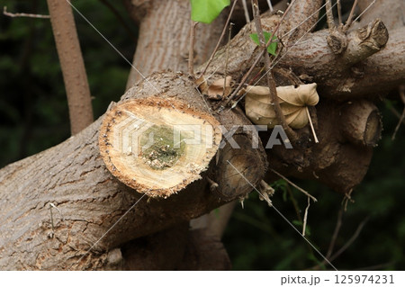 Tree pruning in a city park in Israel. Tree pruning in a city park in Israel. 125974231