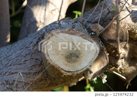 Tree pruning in a city park in Israel. Tree pruning in a city park in Israel. 125974232