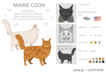 Maine Coon Cat clipart. All coat colors set. All cat breeds characteristics infographic Maine Coon Cat clipart. All coat colors set. All cat breeds characteristics infographic 125974280