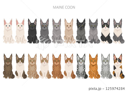 Maine Coon Cat clipart. All coat colors set.  All cat breeds characteristics infographic 125974284