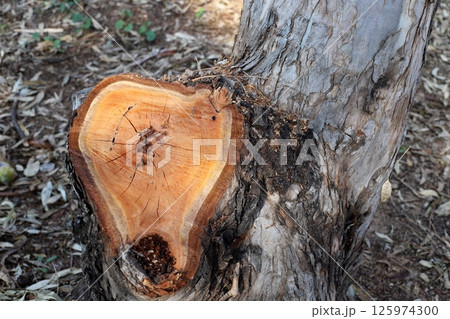 Tree pruning in a city park in Israel. 125974300