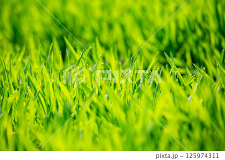 大麦若葉 125974311