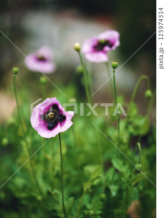 Closeup Purple Poppy Flower In Bloom In Spring, Closeup Purple Poppy Flower In Bloom In Spring, 125974314