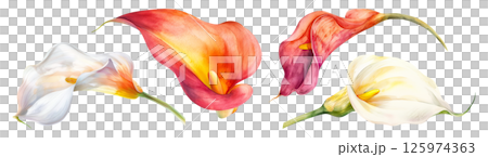 Set of flower, Calla Lily in watercolor style isolated on a transparent background. 125974363