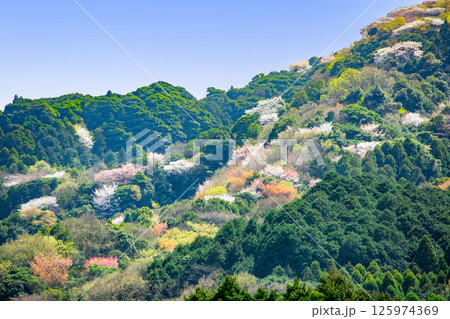 高崎山山麓の山桜 高崎山山麓の山桜 125974369