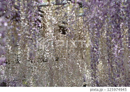 津島天王川公園　藤棚　白と紫のグラデーション(愛知県津島市) 125974945